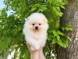Harika Tedy Bear Surat Pomerian Yavrular