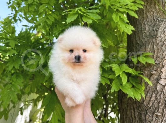 Harika Tedy Bear Surat Pomerian Yavrular görsel