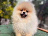 Harika Tedy Bear Surat Pomerian Yavrular