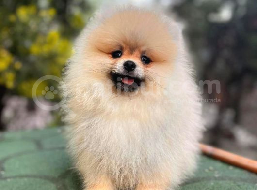 Harika Tedy Bear Surat Pomerian Yavrular görsel