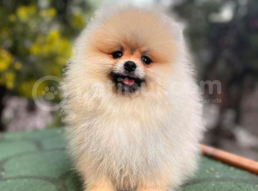 Harika Tedy Bear Surat Pomerian Yavrular görsel