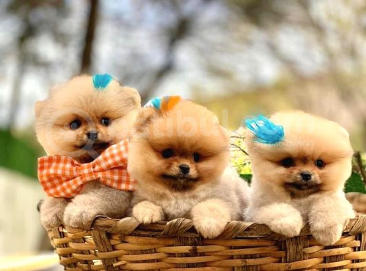 Harika Tedy Bear Surat Pomerian Yavrular
