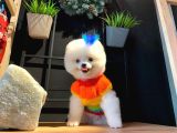Gülen Yüz Tedy Bear Pomerianlarımız