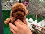 Toypoodle Redbrown Güzelliği