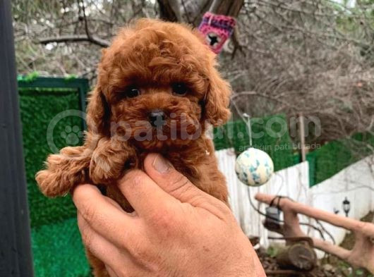 Toypoodle Redbrown Güzelliği görsel