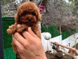 Toypoodle Redbrown Güzelliği