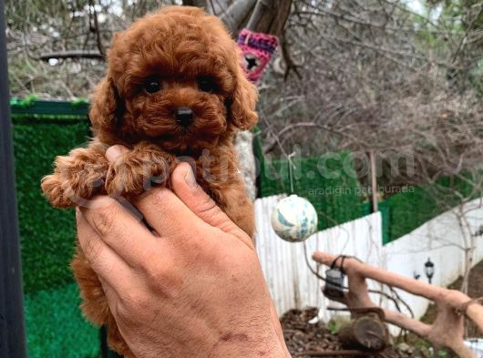 Toypoodle Redbrown Güzelliği görsel