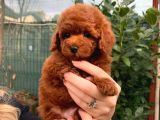 Toypoodle Redbrown Güzelliği