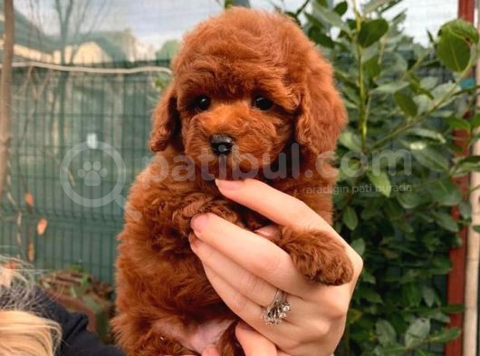 Toypoodle Redbrown Güzelliği görsel