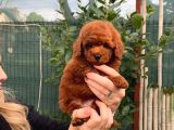Toypoodle redbrown güzelliği