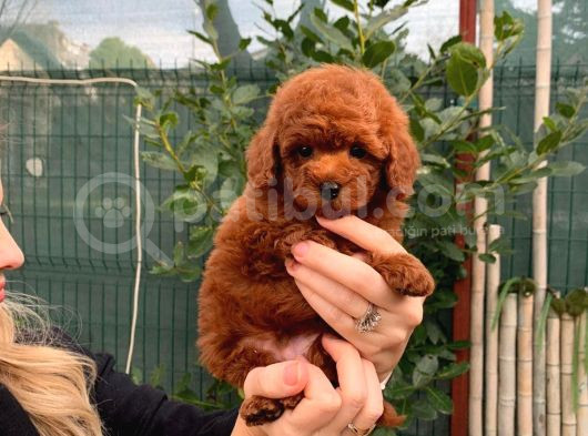 Toypoodle Redbrown Güzelliği