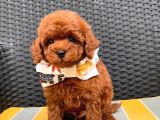 Toypoodle Redbrown Güzelliği