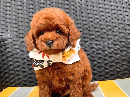 Toypoodle Redbrown Güzelliği görsel