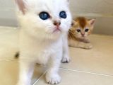 Babyface Golden Ve Si̇lver Bebekleri̇mi̇z
