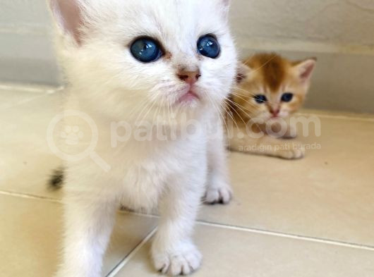 Babyface Golden Ve Si̇lver Bebekleri̇mi̇z görsel