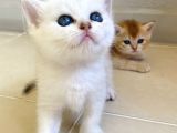 Babyface Golden Ve Si̇lver Bebekleri̇mi̇z