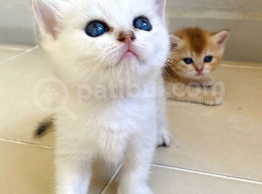 Babyface Golden Ve Si̇lver Bebekleri̇mi̇z görsel