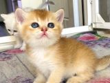 Babyface Golden Ve Si̇lver Bebekleri̇mi̇z
