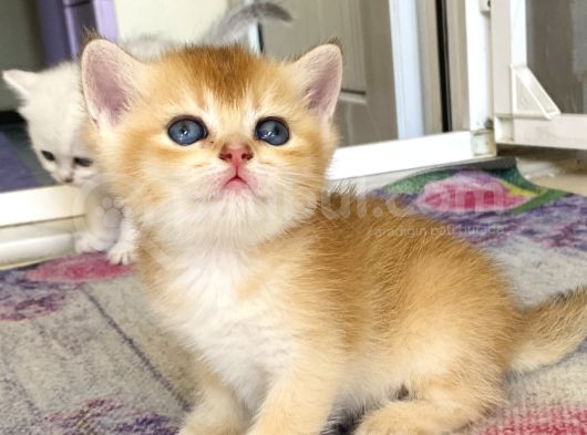 Babyface Golden Ve Si̇lver Bebekleri̇mi̇z görsel