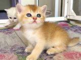 Babyface Golden Ve Si̇lver Bebekleri̇mi̇z