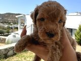 A kaliteli kahverengi toy poodle yavru