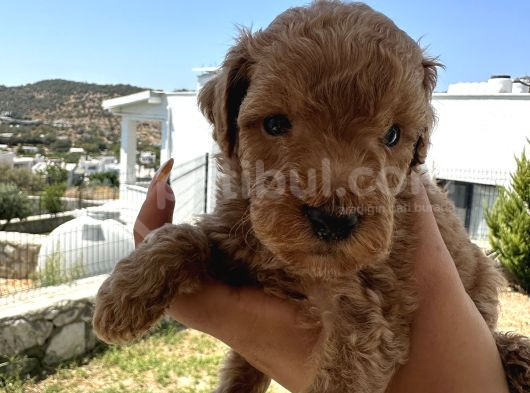 A Kaliteli Kahverengi Toy Poodle Yavru