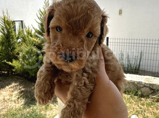 A Kaliteli Kahverengi Toy Poodle Yavru görsel