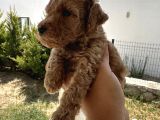 A Kaliteli Kahverengi Toy Poodle Yavru