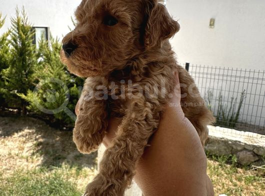 A Kaliteli Kahverengi Toy Poodle Yavru görsel