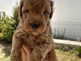 A Kaliteli Kahverengi Toy Poodle Yavru