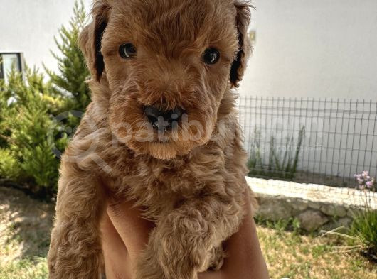 A Kaliteli Kahverengi Toy Poodle Yavru görsel