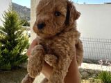 A Kaliteli Kahverengi Toy Poodle Yavru