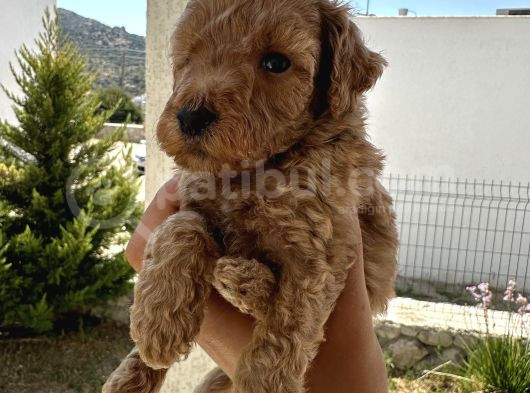 A Kaliteli Kahverengi Toy Poodle Yavru görsel