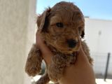 Özel Bakımlı Mükkemmel Kalitede Toy Poodle Yavru