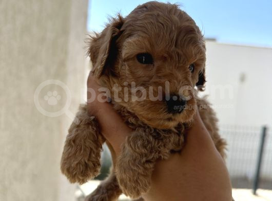 Özel Bakımlı Mükkemmel Kalitede Toy Poodle Yavru görsel