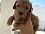 Özel bakımlı mükkemmel kalitede toy poodle yavru