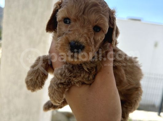 Özel Bakımlı Mükkemmel Kalitede Toy Poodle Yavru