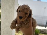 Özel Bakımlı Mükkemmel Kalitede Toy Poodle Yavru