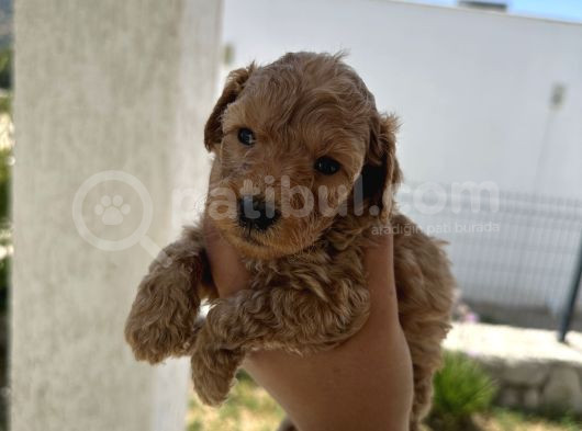 Özel Bakımlı Mükkemmel Kalitede Toy Poodle Yavru görsel
