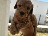 Özel Bakımlı Mükkemmel Kalitede Toy Poodle Yavru
