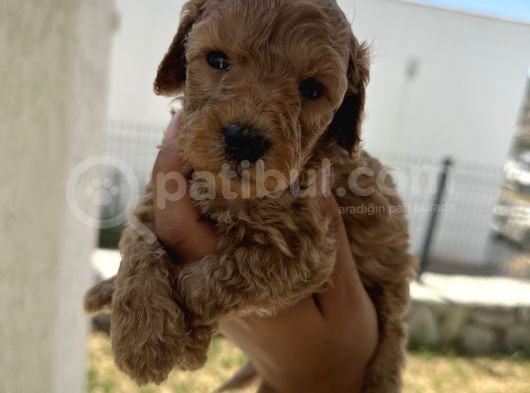 Özel Bakımlı Mükkemmel Kalitede Toy Poodle Yavru görsel