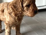 Özel Bakımlı Mükkemmel Kalitede Toy Poodle Yavru