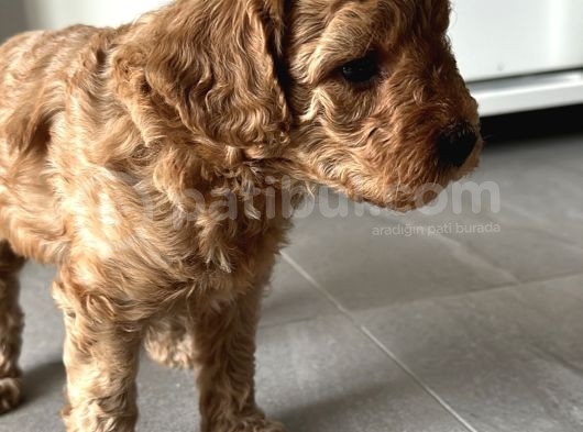 Özel Bakımlı Mükkemmel Kalitede Toy Poodle Yavru görsel