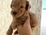 En Sevimli Can Dostu Toy Poodle Yavru