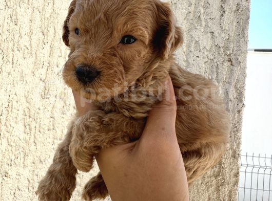 En Sevimli Can Dostu Toy Poodle Yavru görsel