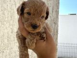 En Sevimli Can Dostu Toy Poodle Yavru