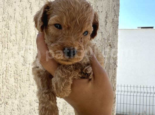 En Sevimli Can Dostu Toy Poodle Yavru görsel