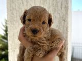 En Sevimli Can Dostu Toy Poodle Yavru