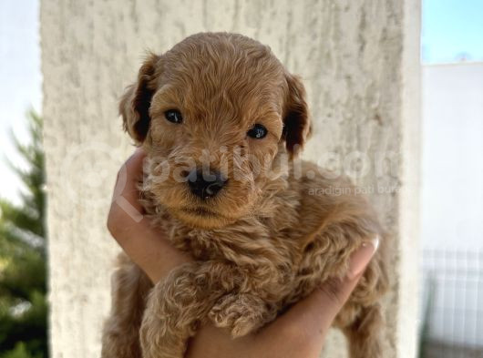 En Sevimli Can Dostu Toy Poodle Yavru görsel