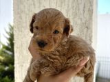 En Sevimli Can Dostu Toy Poodle Yavru